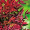 Discount BOTANIC® Nandina Domestica Gulf Stream (Bambou sacré) en pot de 5 L rouge