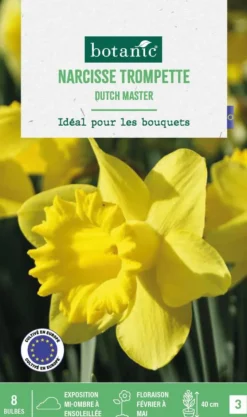 Hot BOTANIC® Narcisse Dutch master - 8 bulbes