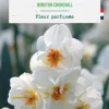 New BOTANIC® Narcisse pluriflore winston churchill - 9 bulbes