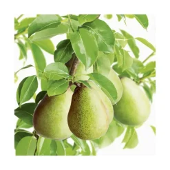 Online BOTANIC® Nectarinier Fantasia. En racine nue, forme 1/2 tige