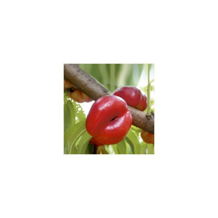 BOTANIC® Nectarinier Plate Mesenibrine®. En racine nue, forme gobelet