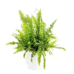Best Nephrolepis Green Lady suspension Ø21xH60 cm