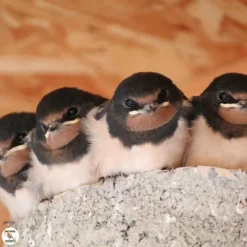 Outlet NATURES MARKET Nichoir meridia pour hirondelles en bois 20 x 11 x 12 cm