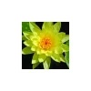 Outlet BOTANIC® Nénuphar 3L jaune