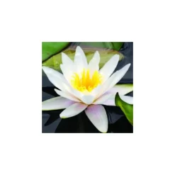 Hot BOTANIC® Nénuphar 'Marliacea Albida'