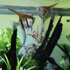 Clearance BLUE CORAL Nourriture granulée pour poissons, extra-small, JBL ProNovo Bel Grano XS - 18g/20ml