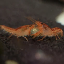 Hot JBL Nourriture pour crabe wafer - riche en protéines ProNovo - 125g / 250ml