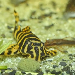 BLUE CORAL Nourriture pour poissons, galettes ProNovo pleco medium, JBL - 2,9 kg, 5,5 litres