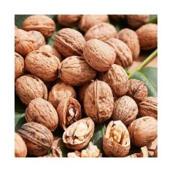 Clearance BOTANIC® Noyer Franquette. Le pot de 15 litres