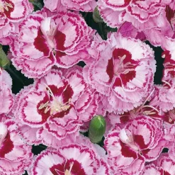 Online BOTANIC® Oeillet Mignardise rouge-blanc - Le pot de 9 x 9 cm