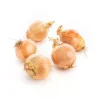 Sale Oignon jaune bio de France – Prix au kg