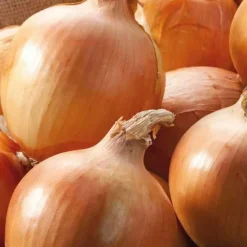 Best BOTANIC® Oignon Jaune Cenol Bio. La barquette de 12 plants