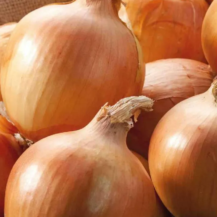 Best BOTANIC® Oignon Jaune Cenol Bio. La barquette de 12 plants