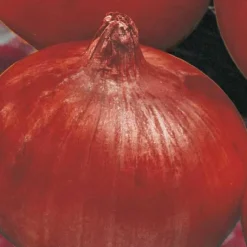 Hot BOTANIC® Oignon Rouge Red Baron Bio. La barquette de 12 plants