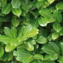 Clearance BOTANIC® Olivier de Bohême argent. Le pot de 3 litres