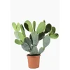 Sale Opuntia Ficus Indica ou Figuier de Barbarie en pot de 7 L