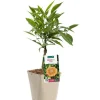 Best BOTANIC® Oranger Bizzaria Bio. Le pot de 3 litres