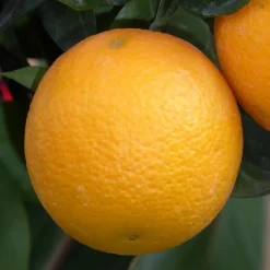 Outlet Oranger. Le pot de 6 litres