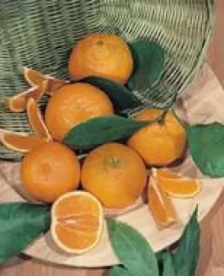 New Oranger. Le pot de 22 litres