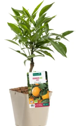 Discount BOTANIC® Oranger Navel Bio. Le pot de 3 litres