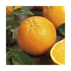 Discount BOTANIC® Oranger Navel Bio. Le pot de 3 litres