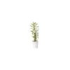 Clearance Orchidée Dendrobium blanche 50 cm. Le pot de 12 cm