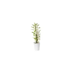 Clearance Orchidée Dendrobium blanche 50 cm. Le pot de 12 cm