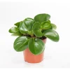 Clearance Orchidée Peperomia obtusifolia