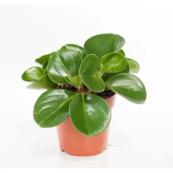 Clearance Orchidée Peperomia obtusifolia