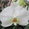 Hot BOTANIC® Orchidée Phalaenopsis blanc 2 branches. Pot 12 cm