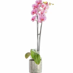 Best BOTANIC® Orchidée Phalaenopsis 50cm avec cache pot céramique Ø 12 cm