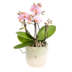 Best Orchidée Phalaenopsis (Phalaenopsis Boquetto) + cache-pot céramique Ø 12 cm
