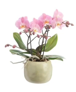 Online BOTANIC® Orchidée Phalaenopsis Tablo à 2 branches avec cache-pot en céramique. Le cache-pot Ø 12 cm