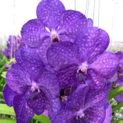 Hot BOTANIC® Orchidée Vanda - Pot de 27 cm