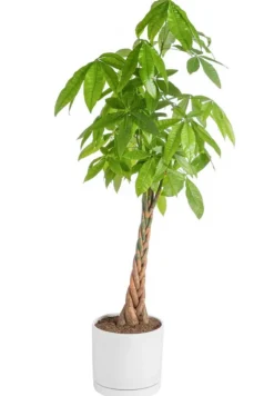 Clearance BOTANIC® Pachira aquatica vert en pot blanc émaillé . Le pot Ø 30 cm