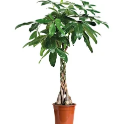 Online PACHIRA.Le pot de diametre 21cm