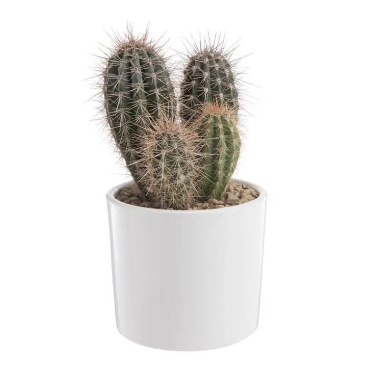 Hot BOTANIC® Pachycereus pringlei en pot blanc émaillé H 20 x Ø 20 cm