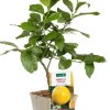 BOTANIC® Pamplemoussier Jaune Bio. Le pot de 3 litres