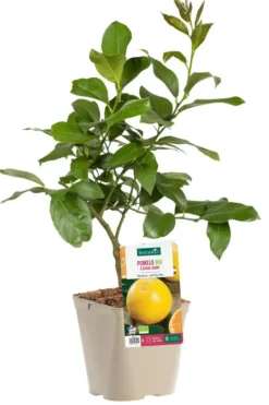 BOTANIC® Pamplemoussier Jaune Bio. Le pot de 3 litres