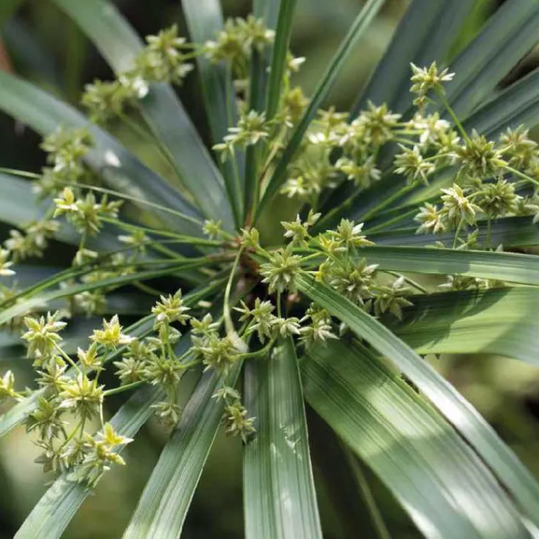 Clearance BOTANIC® Papyrus à feuilles alternées godet 9x9 cm