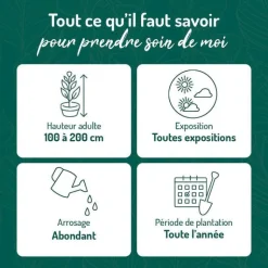 Best BOTANIC® Papyrus en pot de 5 litres