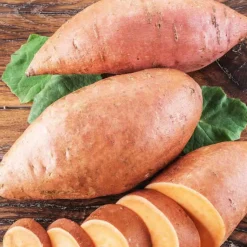 Clearance BOTANIC® Patate Douce Bonita. Le pot de 10,5 cm