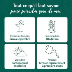 Sale BOTANIC® Pavot D'Islande Varie - Le pot de 9 x 9 cm