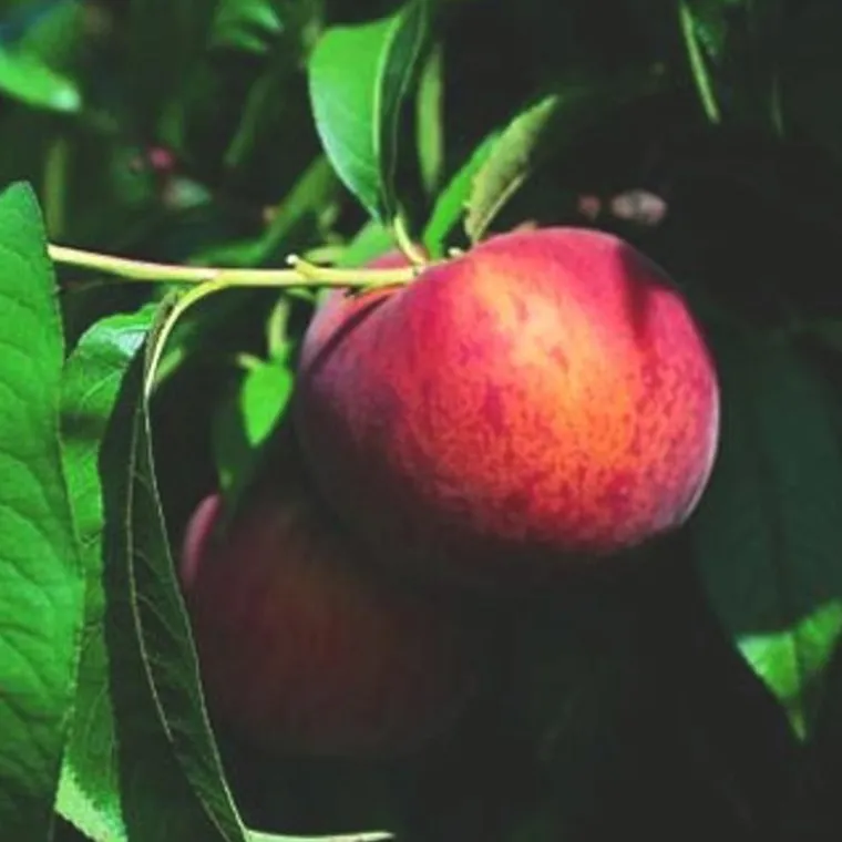 Hot BOTANIC® Pecher Dixired Bio. Le pot de 12 litres, forme 1/2 tige