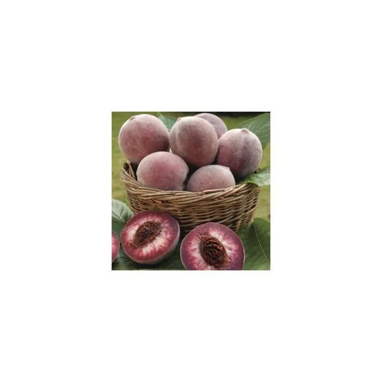 Discount BOTANIC® Pecher Sanguine De Savoie. En racine nue, forme gobelet