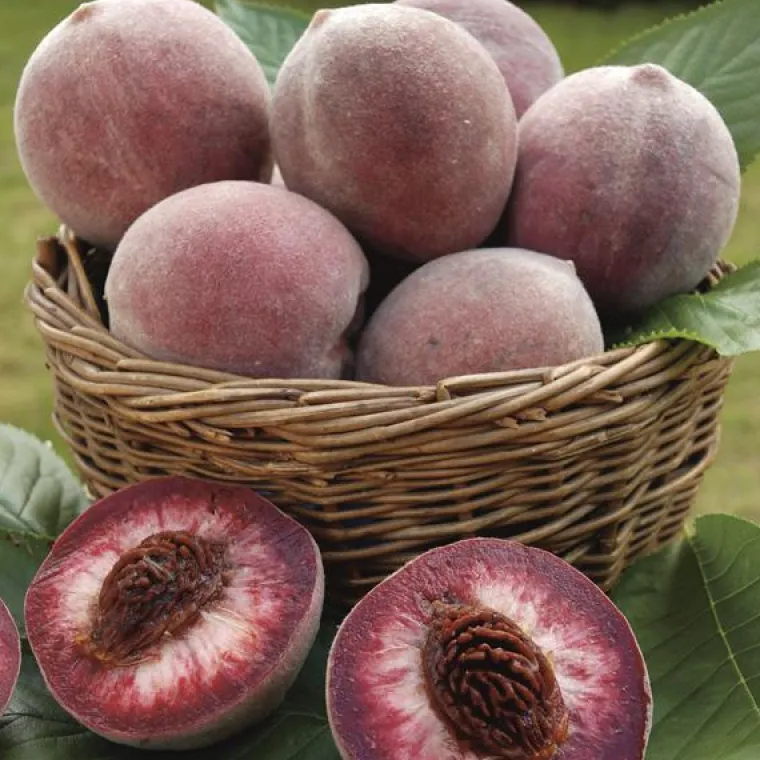 Discount BOTANIC® Pecher Sanguine. Le pot de 7,5 litres