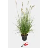 Sale Pennisetum Alopecuroides Hameln Touffe en pot de 3 L vert
