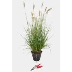 Sale Pennisetum Alopecuroides Hameln Touffe en pot de 3 L vert