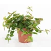 Outlet Peperomia angulata 25 cm. Le pot de 15 cm