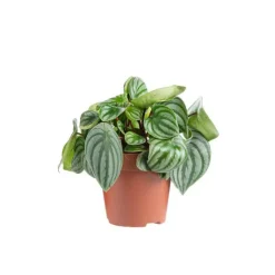 Peperomia Argyreia Ø 12cm